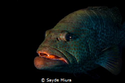Just hanging out with a Grouper at the Oreo verde wreck! by Sayde Miura 